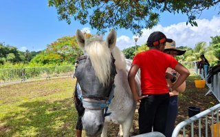 Initiation à l'équitation 