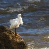 Aigrette_neigeuse