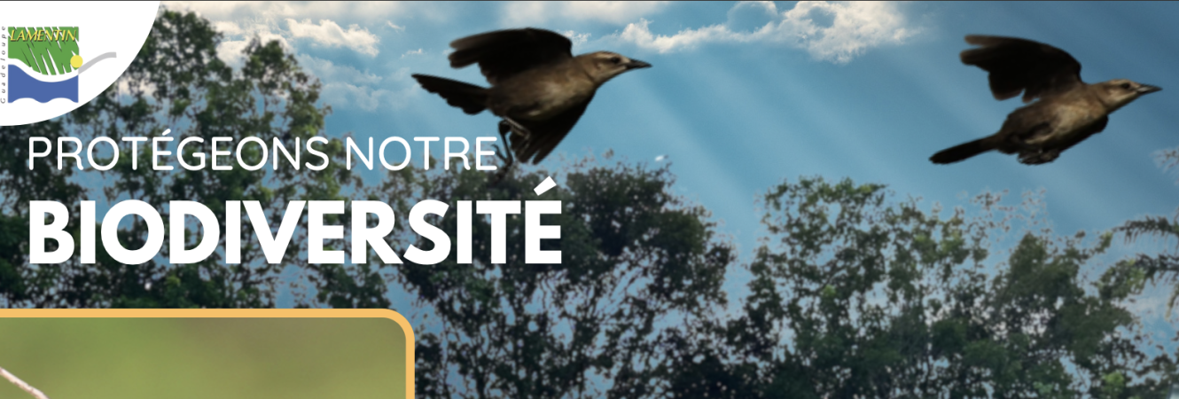 Premier dortoir de quiscale merle et vacher luisant en guadeloupe.