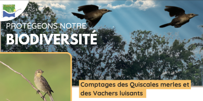 Premier dortoir de quiscale merle et vacher luisant en guadeloupe.